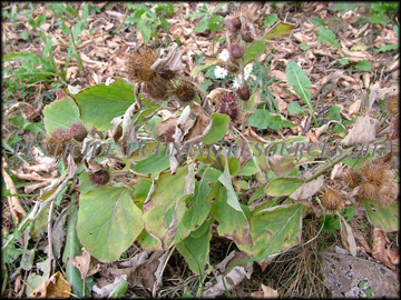 Mature Plant