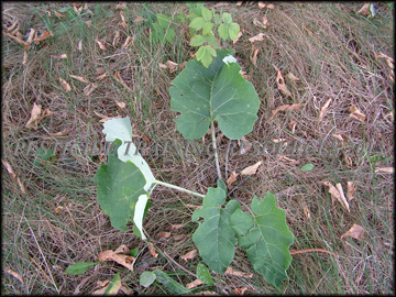 Rosette