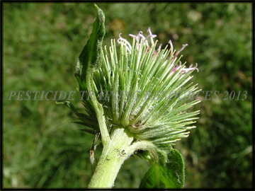 Involucre