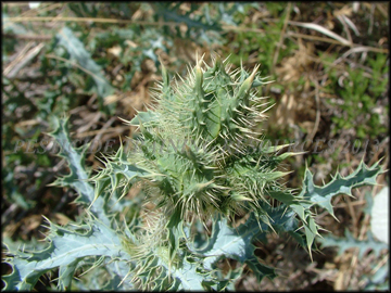 Buds