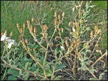 Fruit