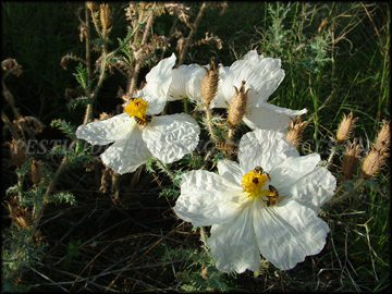 Flowers and Fruit