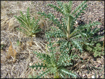Small Plants