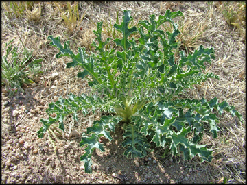 Small Plant