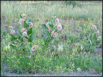 Flowering Plant