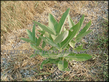 Small Plant