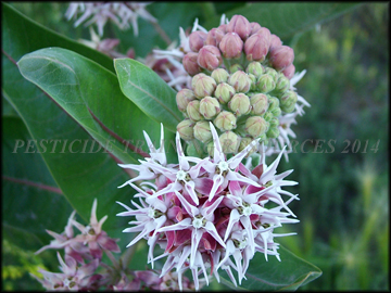 Flower and Buds