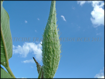 Fruit