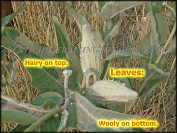 Leaf Detail