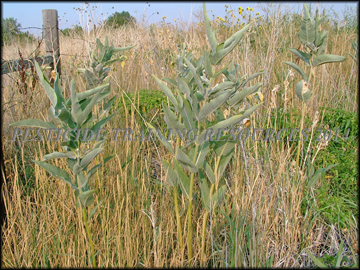 Habitat