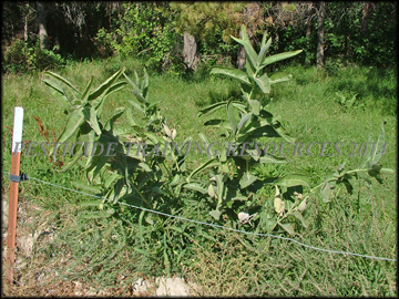 Habitat
