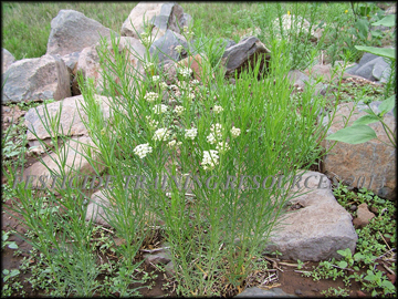 Flowering Plant