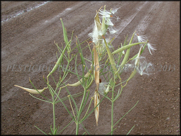 Seed
