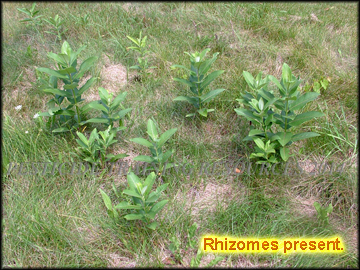 Plants