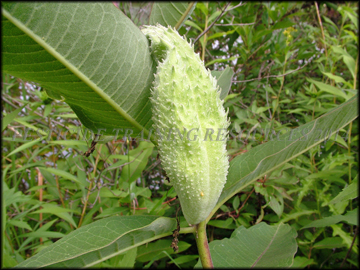 Pod