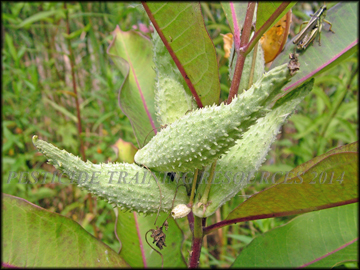 Pods