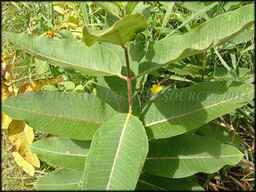 Foliage