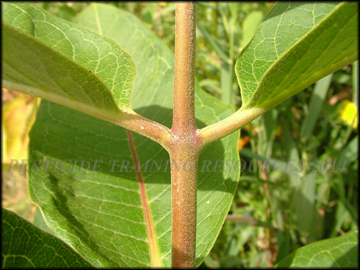 Stem
