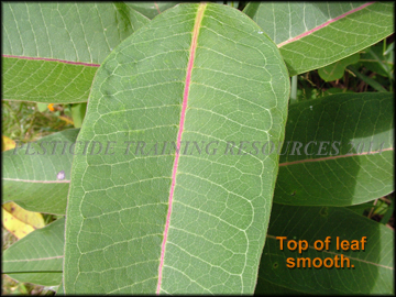 Top of Leaf