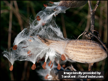 Pods and Seed