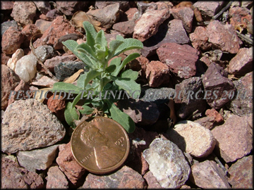 Small Plant