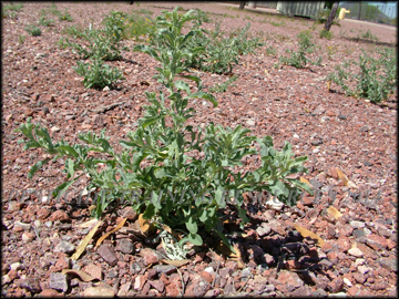 Plant