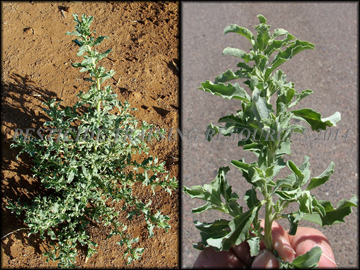 Plant and Foliage