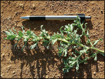 Foliage