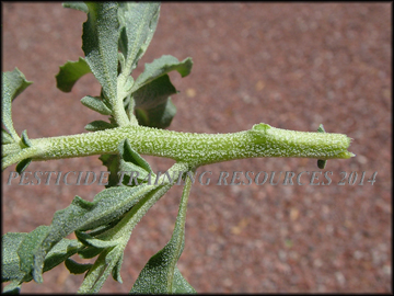 Stem