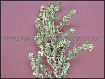 Foliage and Bracts