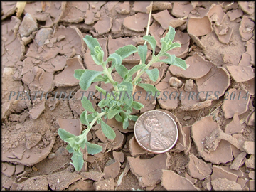Small Plant