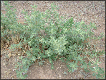 Mature Plant