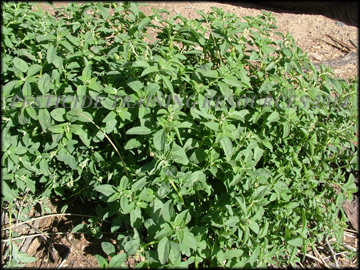young Plants