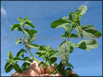 Young Foliage