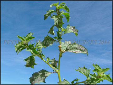 Young Foliage