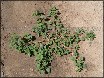 Young Plant