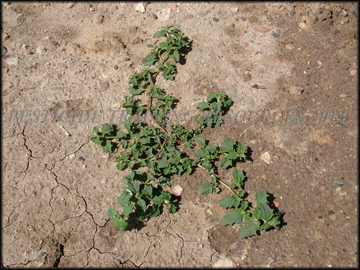 Young Plant