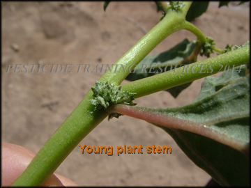 Young Plant