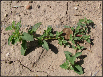 Young Plant