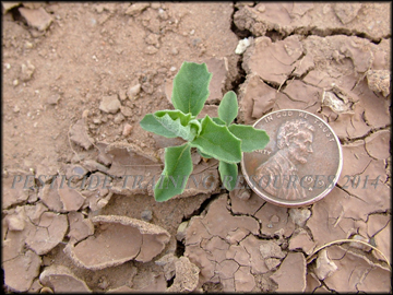 Seedling