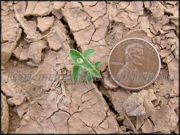 Seedling