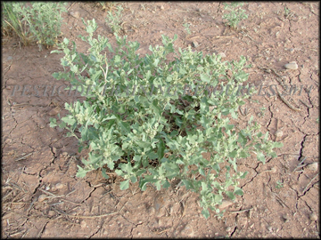 Mature Plant