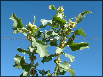 Top of Leaves