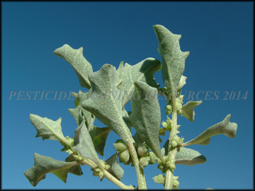 Bottom of Leaves