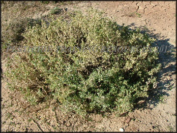 Mature Plant