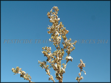 Senescent Foliage