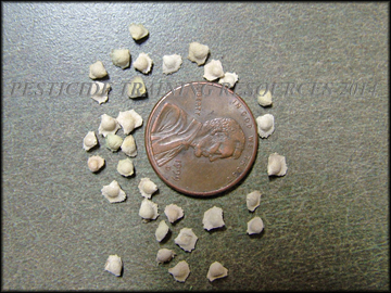 Mature Bracteoles