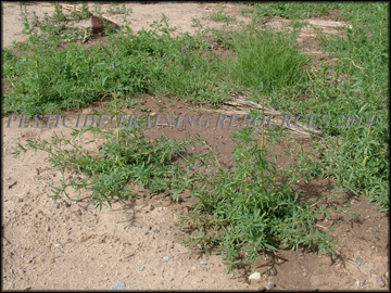 Plants