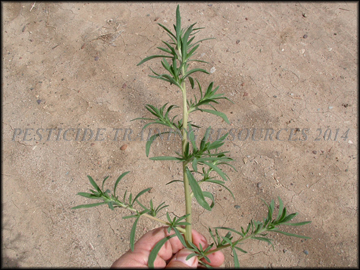 Foliage