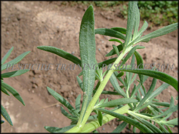 Back of foliage